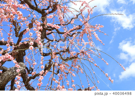 枝垂れ梅 40036498