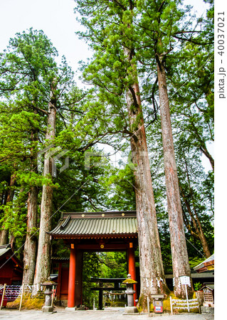 日光 二荒山神社 親子杉 日光 二荒山神社 親子杉 40037021