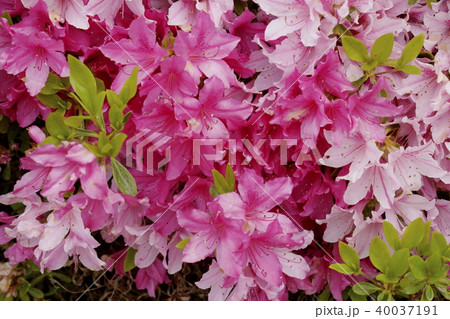 ツツジの仲間 03 ツツジの仲間 03 40037191