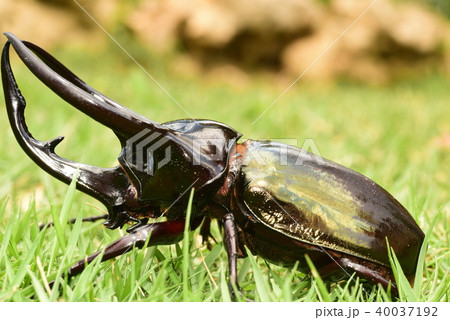 コーカサスオオカブトムシ コーカサスオオカブトムシ 40037192