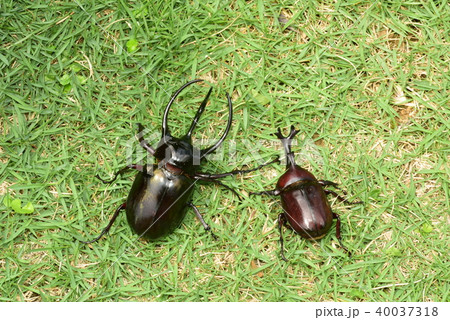 コーカサスオオカブトムシとカブトムシ コーカサスオオカブトムシとカブトムシ 40037318
