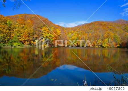 曲沢沼(裏磐梯・北塩原村) 曲沢沼(裏磐梯・北塩原村) 40037802