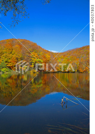 曲沢沼（裏磐梯・北塩原村） 40037803