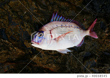 30㎝のチダイ 40038545