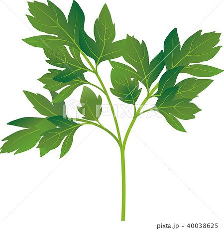 アシタバ 40038625