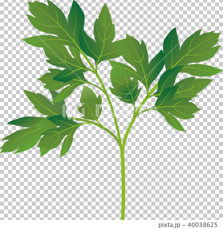 アシタバ 40038625