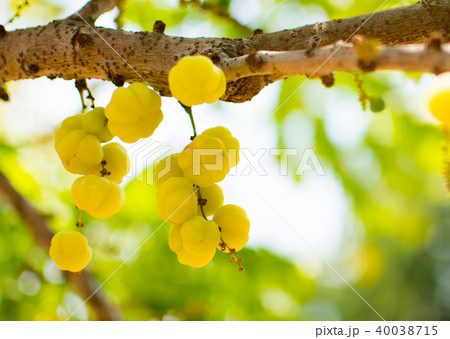 Little star gooseberries on the brown stick 40038715