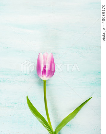 Spring easter tulip floral minimal background Spring easter tulip floral minimal background 40039170