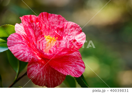ツバキ・草紙洗 ツバキ・草紙洗 40039831