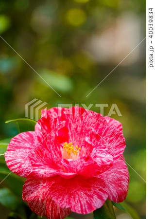 ツバキ・草紙洗 40039834