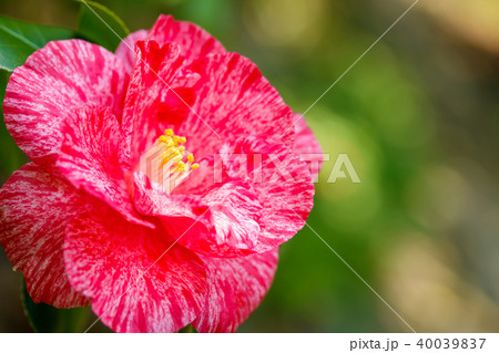 ツバキ・草紙洗 ツバキ・草紙洗 40039837
