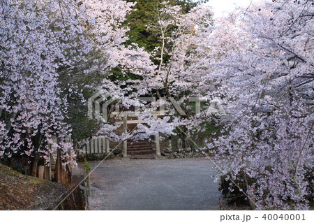 向麻山公園の桜 40040001