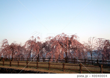 向麻山公園の桜 40040004