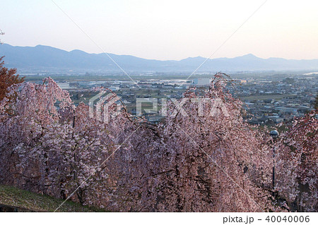 向麻山公園の桜 40040006