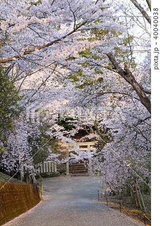 鳥居と満開の桜 鳥居と満開の桜 40040038