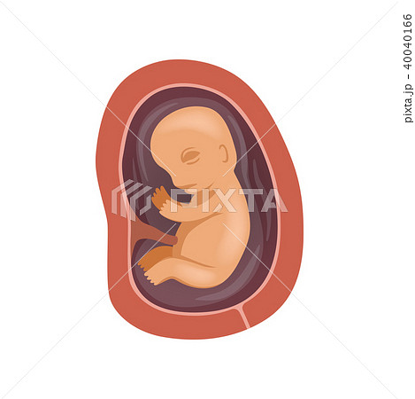 Human fetus inside the womb, 4 month, stage of embryo development vector Illustration on a white Human fetus inside the womb, 4 month, stage of embryo development vector Illustration on a white 40040166