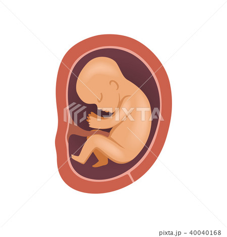 Human fetus inside the womb, 5 month, stage of embryo development vector Illustration on a white Human fetus inside the womb, 5 month, stage of embryo development vector Illustration on a white 40040168