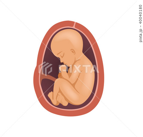 Human fetus inside the womb, 9 month, stage of embryo development vector Illustration on a white Human fetus inside the womb, 9 month, stage of embryo development vector Illustration on a white 40040180