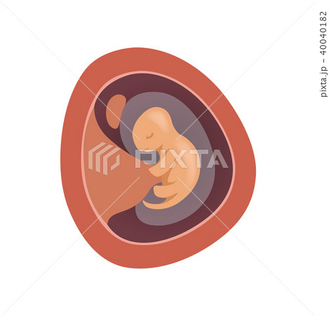 Human fetus inside the womb, 1 month, stage of embryo development vector Illustration on a white 40040182