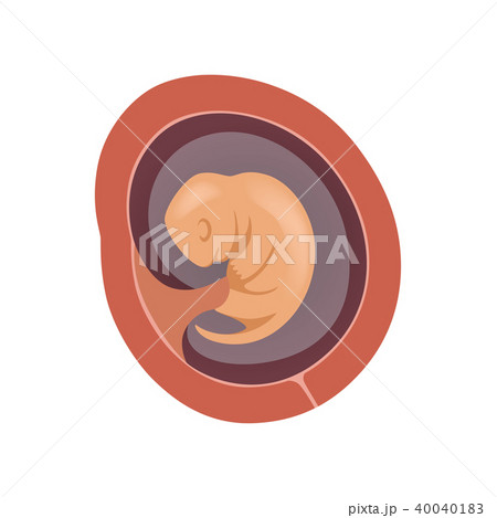 Human fetus inside the womb, 2 month, stage of embryo development vector Illustration on a white 40040183