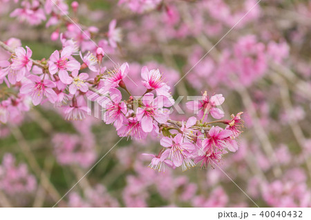 Queen tiger Sakura , Cherry blossom 40040432