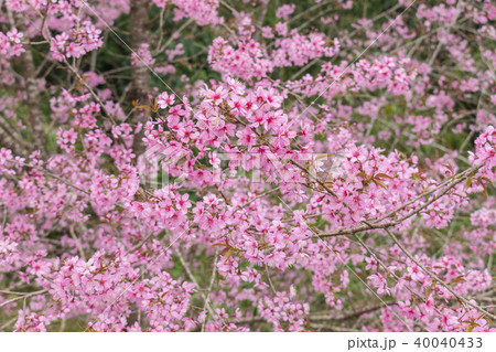 Queen tiger Sakura , Cherry blossom 40040433