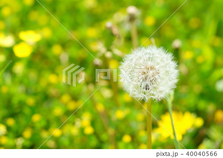 春の野・タンポポ1 春の野・タンポポ1 40040566