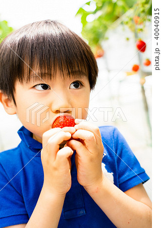 苺狩り (子供 幼児 女性 イチゴ いちご 苺 フルーツ 果物 レジャー ビニールハウス デザート) 40040915