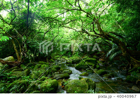ユツン川の森 40040967