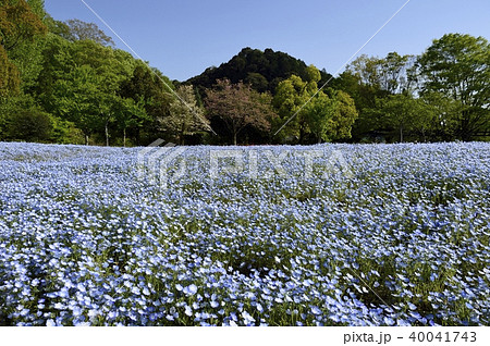 花フェスタ記念公園 ネモフィラ 40041743
