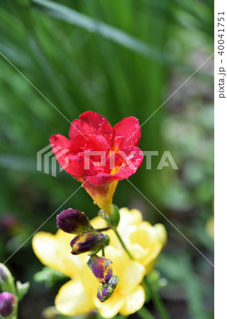 フリージア 40041751