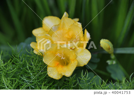 フリージア 40041753