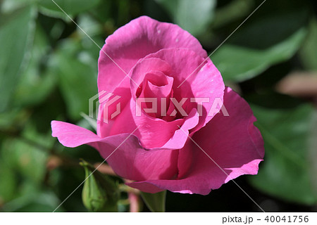 バラ（ザ・マッカートニー・ローズ） 40041756