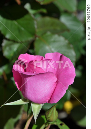 バラ（ザ・マッカートニー・ローズ） 40041760