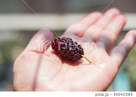 桑 桑の実 クワ 40042089