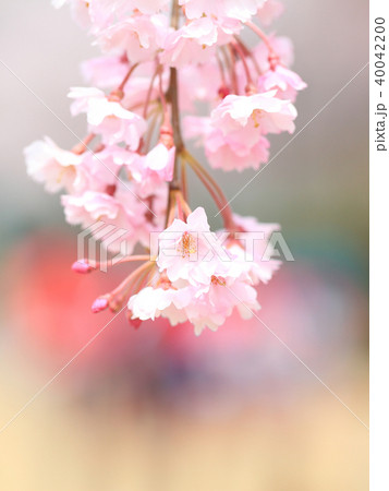 枝垂れ桜 8分咲き イメージ 枝垂れ桜 8分咲き イメージ 40042200