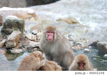 ニホンザル 40042248