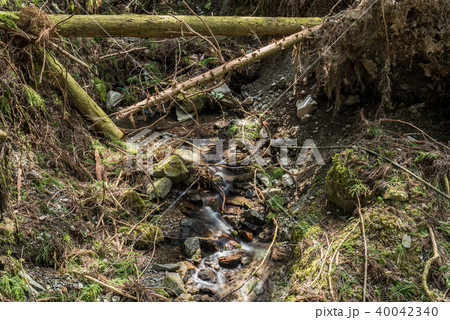 針葉樹林 40042340