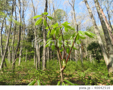 コシアブラ 40042510