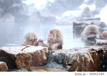 ニホンザル 40042580