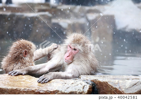 ニホンザル 40042581