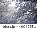 上野の山の桜 40042631