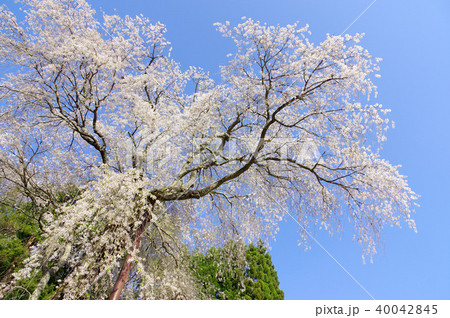 赤和観音のしだれ桜 赤和観音のしだれ桜 40042845