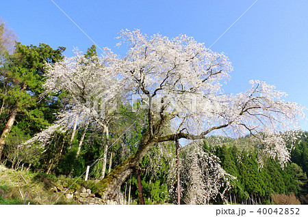 赤和観音のしだれ桜 40042852
