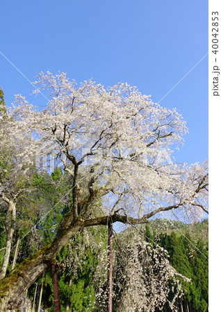 赤和観音のしだれ桜 赤和観音のしだれ桜 40042853
