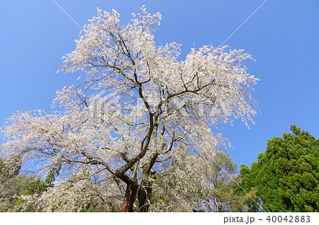 赤和観音のしだれ桜 赤和観音のしだれ桜 40042883