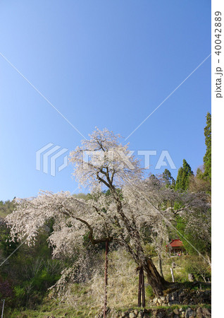 赤和観音のしだれ桜 赤和観音のしだれ桜 40042889
