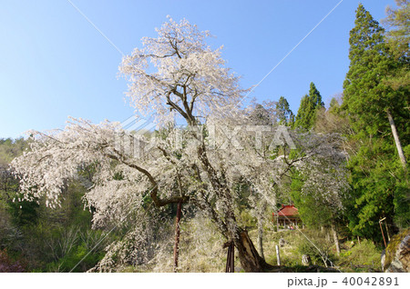 赤和観音のしだれ桜 赤和観音のしだれ桜 40042891