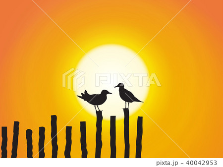 Silhouette of two seagull during sunset Silhouette of two seagull during sunset 40042953