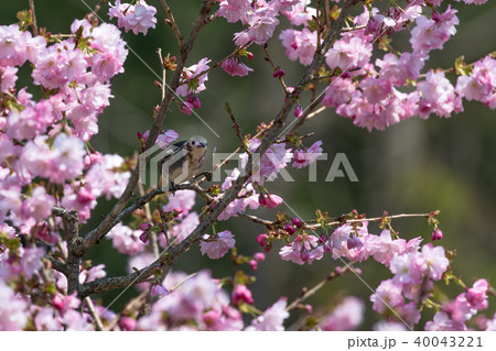 桜を食べるコムクドリ 桜を食べるコムクドリ 40043221